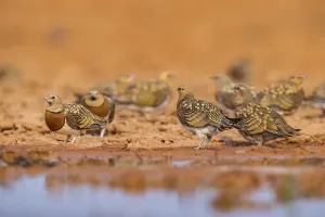Pin-tailed Sandgrouse (Pterocles alchata) on a farmers field at a water pool