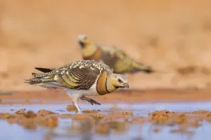 Pin-tailed Sandgrouse (Pterocles alchata) on a farmers field at a water pool
