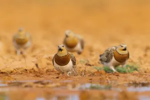 Pin-tailed Sandgrouse (Pterocles alchata) on a farmers field at a water pool