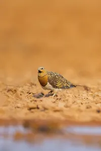Pin-tailed Sandgrouse (Pterocles alchata) on a farmers field at a water pool