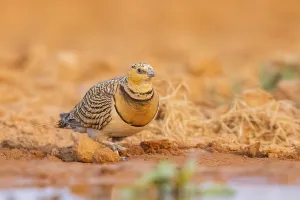 Pin-tailed Sandgrouse (Pterocles alchata) on a farmers field at a water pool
