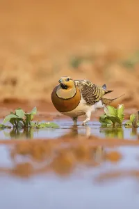 Pin-tailed Sandgrouse (Pterocles alchata) on a farmers field at a water pool