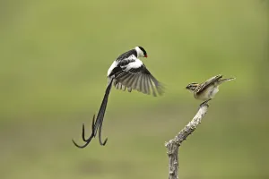 Pin-tailed Whydah (Vidua macroura)