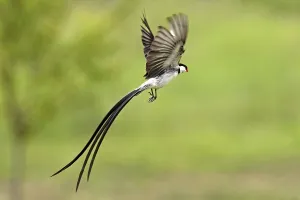 Pin-tailed Whydah (Vidua macroura)