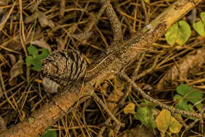 Pine cone on dead branch resting on dry forest floor