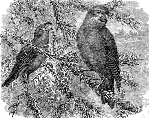 Pine Crossbill, Loxia pytyopsittacus