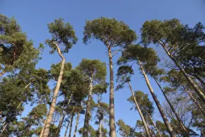 Pine forest