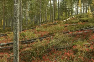Pine forest, blueberry bushes, Lakkapolku