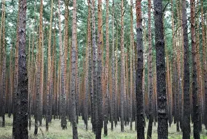 Pine forest, Brandenburg, Germany, Europe