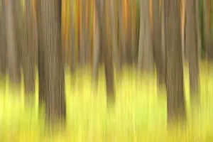Pine forest, Germany