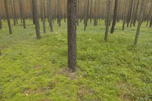 Pine forest, Germany Pine forest, Germany