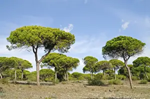 Pine forest, La Brena y Marismas del Barbate Natural Park