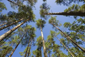 Pine forest, Latvia, Baltic States