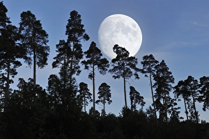 Pine forest with full moon, Baden-Wuerttemberg