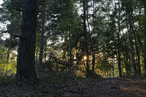 Pine forest (Pinus), De Maasduinen National Park