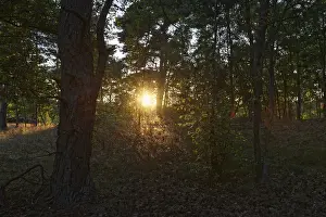 Pine forest (Pinus), De Maasduinen National Park