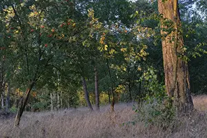 Pine forest (Pinus), De Maasduinen National Park