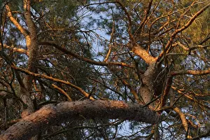 Pine forest (Pinus), De Maasduinen National Park