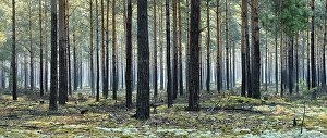 Pine forest (Pinus), monoculture