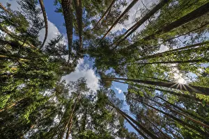 Pine forest (Pinus sylvestris)