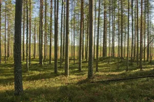 Pine forest (Pinus), Tiiliikajaervi National Park