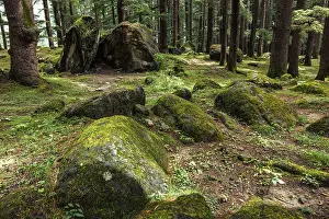Pine forest with rocks. Manali