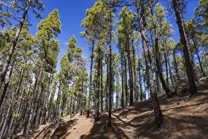Pine forest around the summit of El Campanario