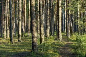 Pine forest, sunlit tree trunks and bushes on a summer morning