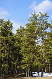 Pine Forest In Sunny Spring Day Daugavpils, Latvia