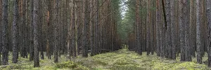 Pine forest in the Upper Lusatian heath and pond landscape