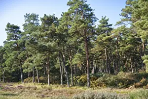 Pine forest in West Jutland, Denmark