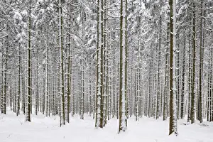 Pine forest in winter