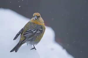 Pine Grosbeak - Hakengimpel - Pinicola enucleator