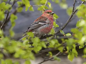 Pine Grosbeak (Pinicola enucleator)