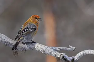 Pine grosbeak (Pinicola enucleator)