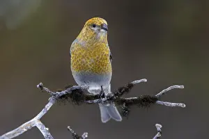 Pine grosbeak (Pinicola enucleator)