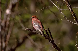 Pine Grosbeak (Pinicola enucleator)
