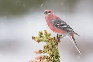 Pine Grosbeak (Pinicola enucleator) male perched on a branch