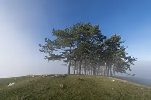 Pine grove on hill near Owen, Swabian Alb