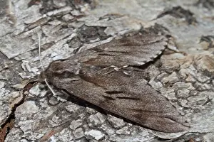 Pine Hawk Moth