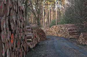 Pine logs, pine, Scots pine (Pinus sylvestris)