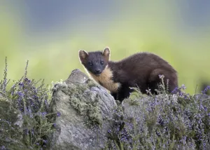 Pine Marten (Martes martes) adult