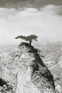 Pine on mountain in Crimea, Ukraine
