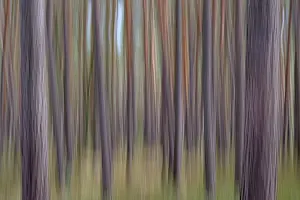 Pine (Pinus) forest at Eicksberg
