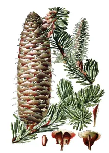 Pine (Pinus picea), medicinal plant