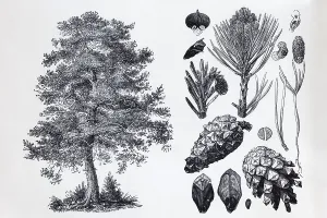 Pine (Pinus silvestris), tree, needles