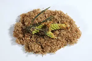 Pine shoots (Pinus silvestris)