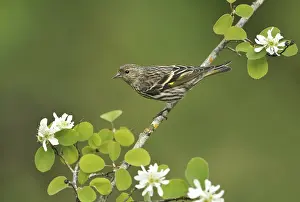 Pine Siskin (Spinus pinus), British Columbia