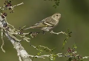 Pine Siskin (Spinus pinus) perched on a branch