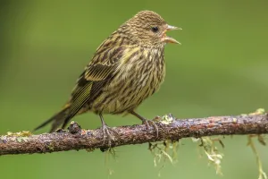 A Pine Siskin (Spinus pinus) perched on a tree branch singing with a soft green background